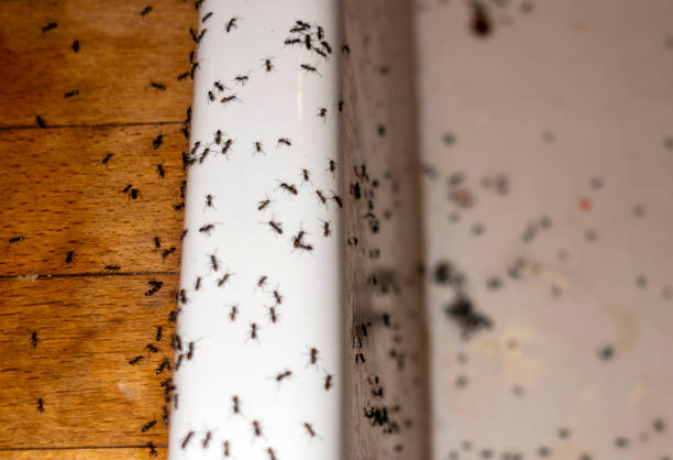 Best Emergency Pest Control  in Palm River Clair Mel, FL