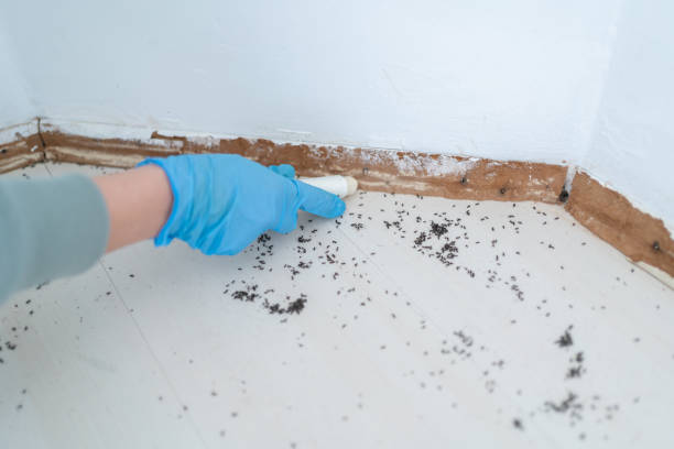 Best Pest Prevention Services  in Palm River Clair Mel, FL